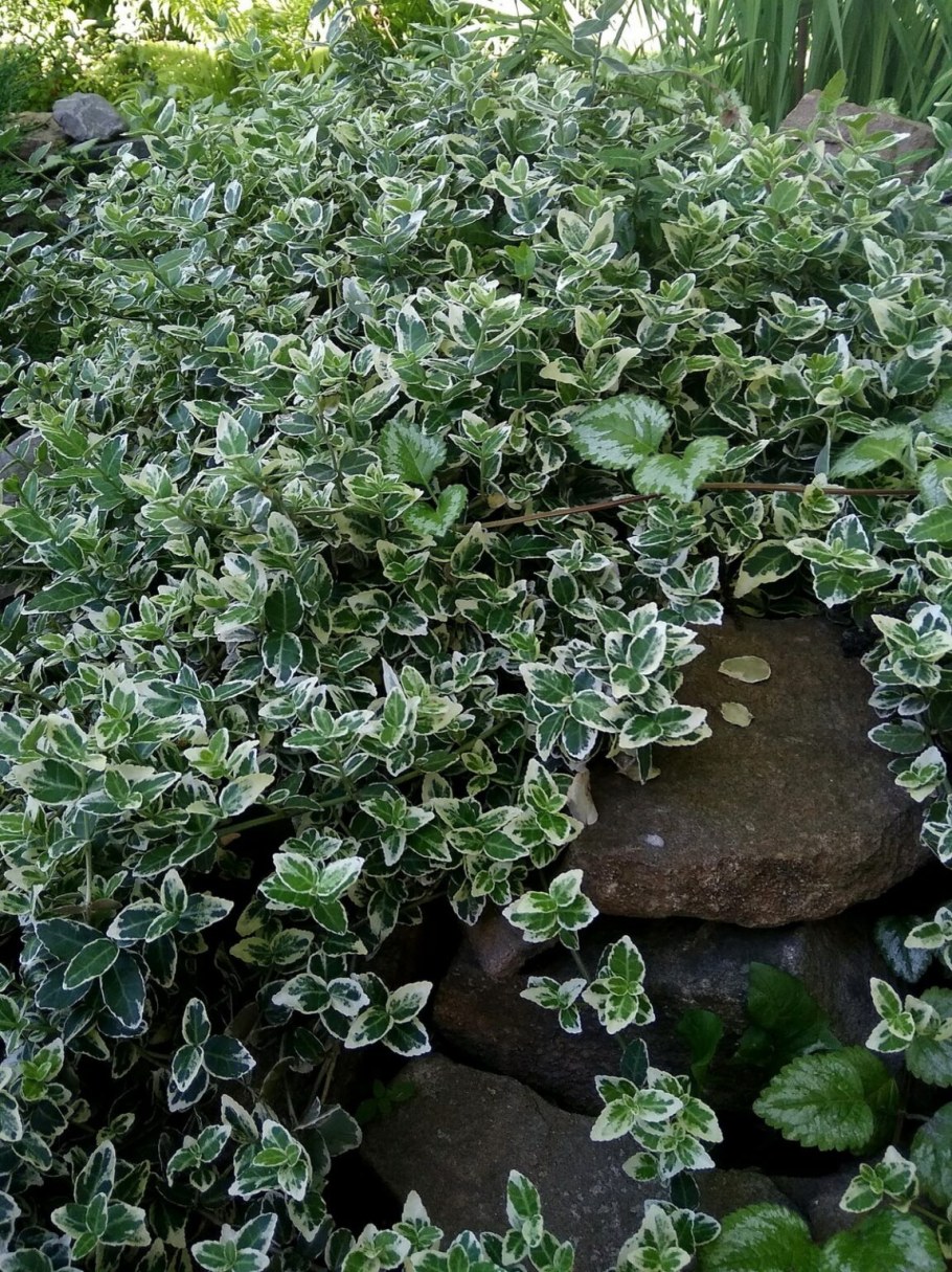 Бересклет Форчуна Лиана