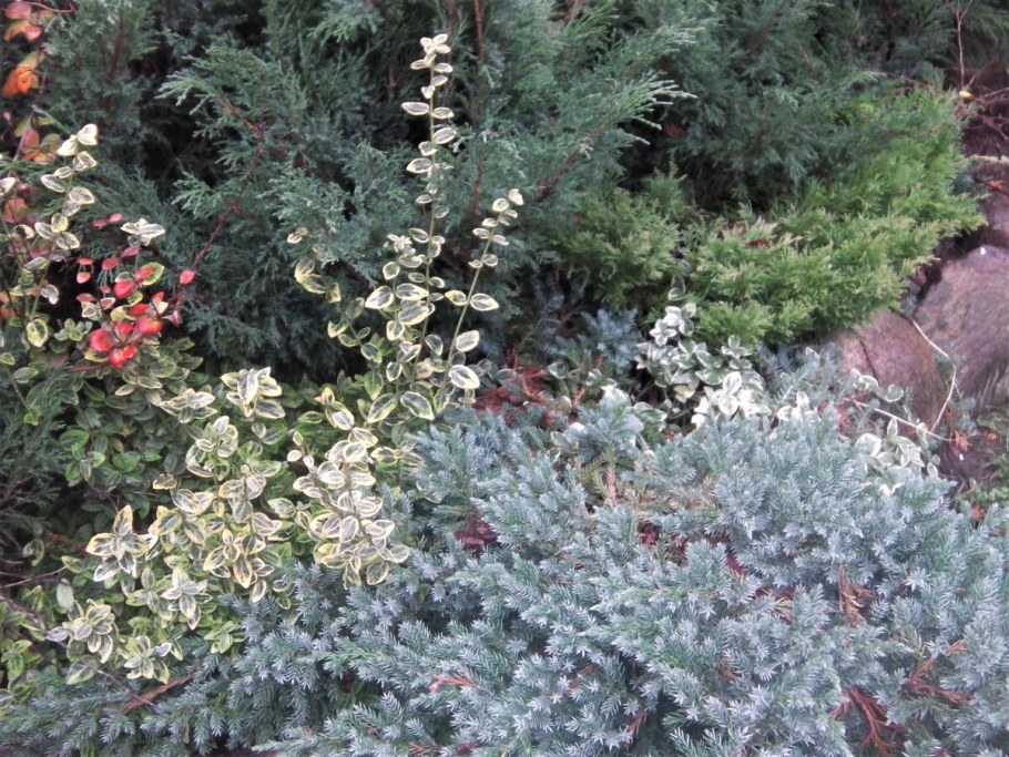 Бересклет Форчуна почвопокровный