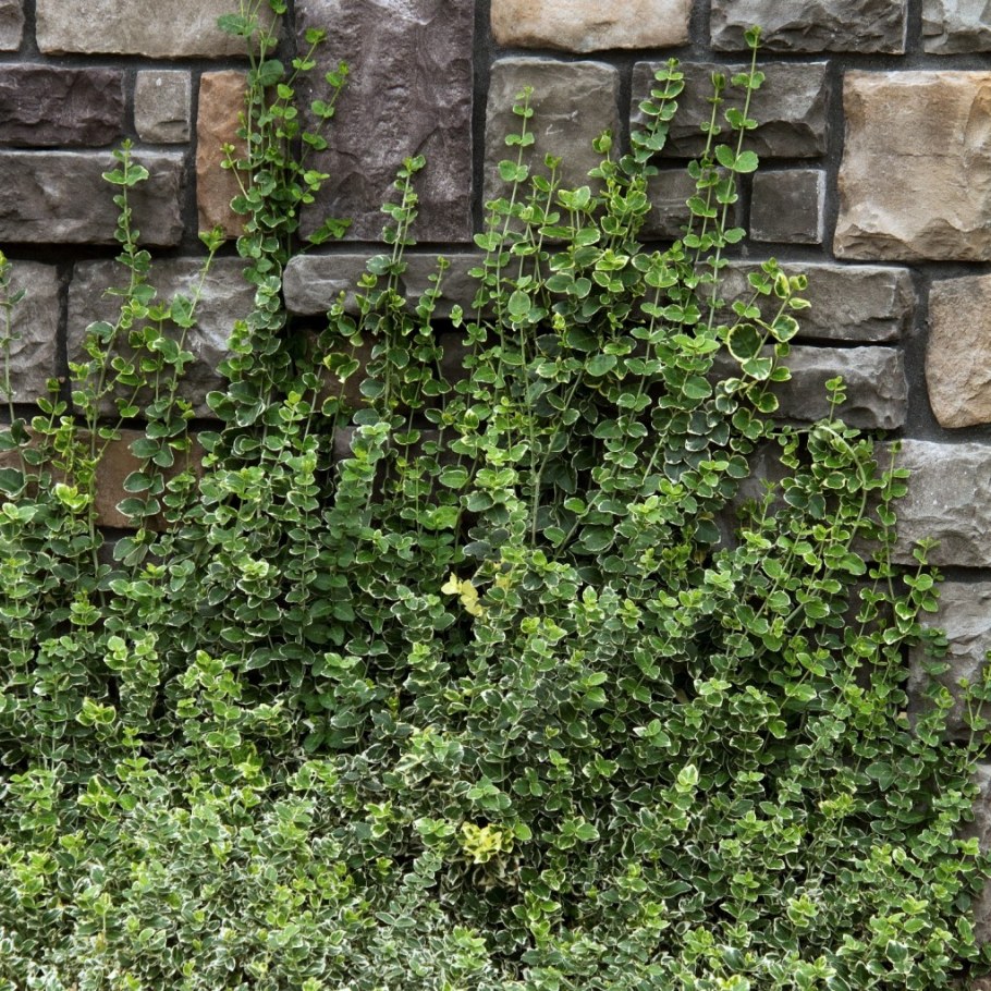 Бересклет Форчуна Минимус