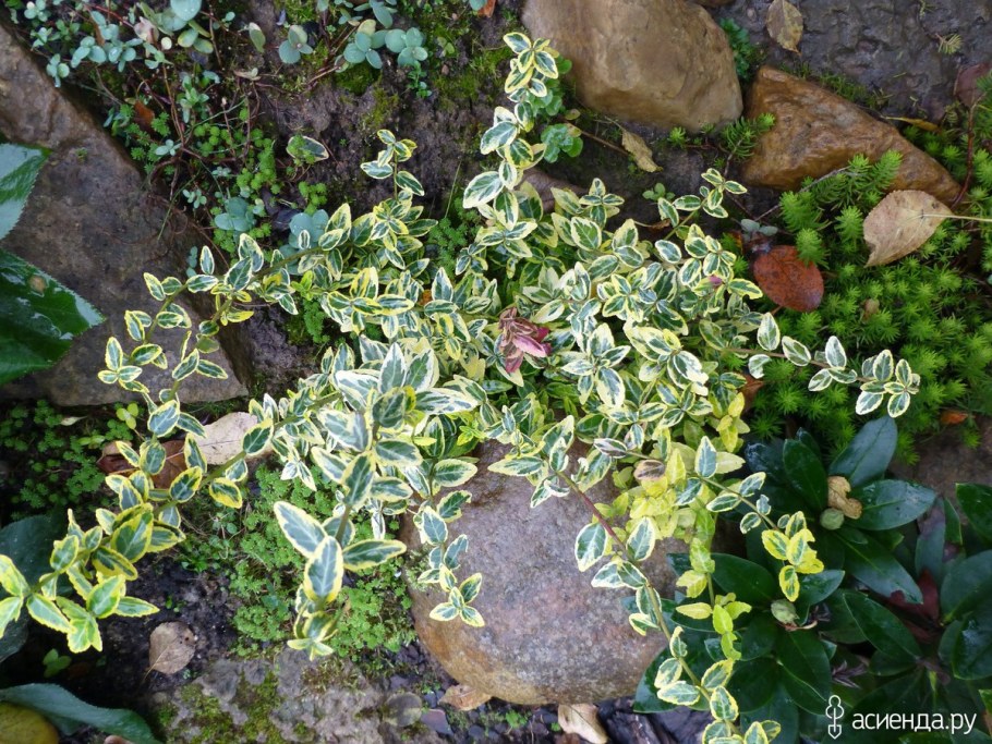 Бересклет Форчуна стелющийся