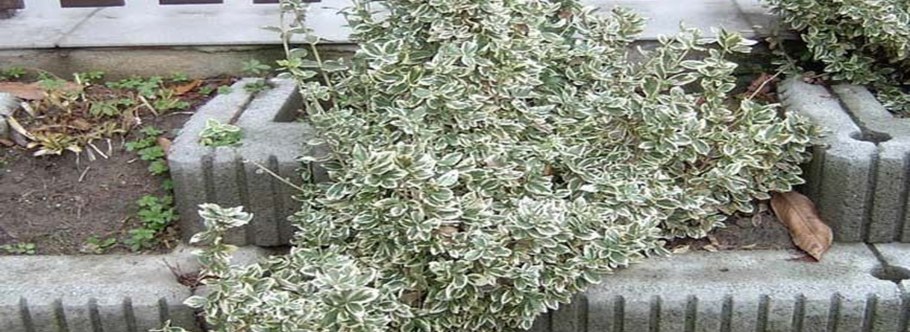 Бересклет Форчуна Эмеральд Гаити осенью