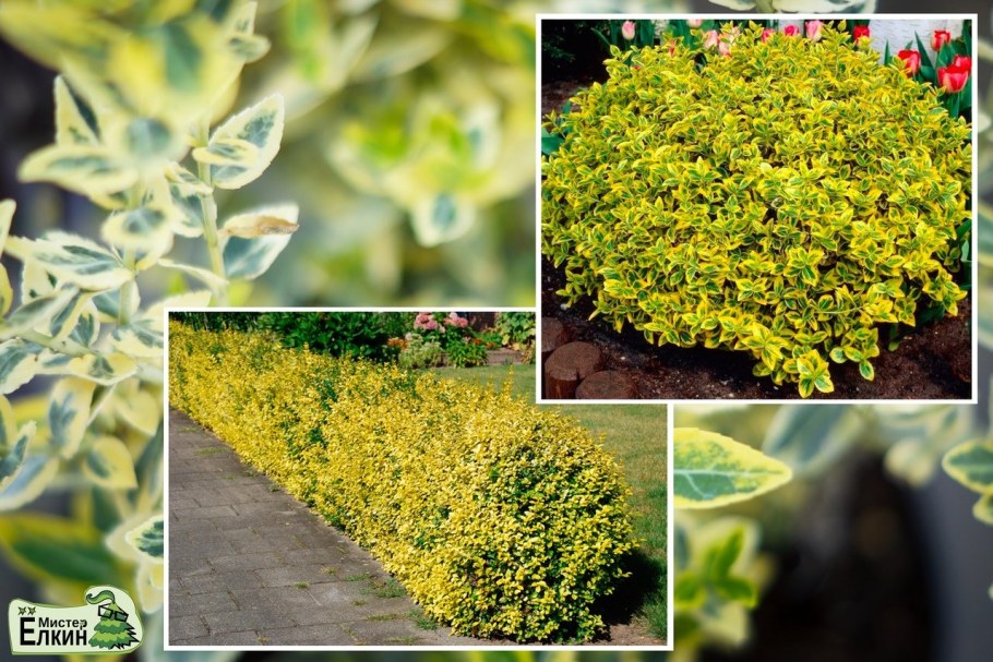 Бересклет Форчуна Minimus