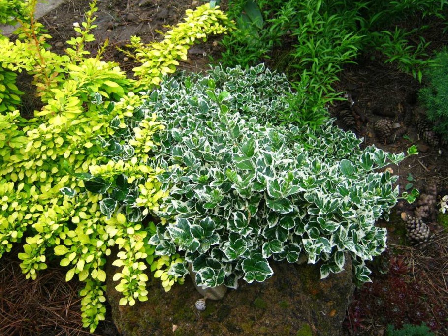 Бересклет Форчуна 'argenteo-variegata'