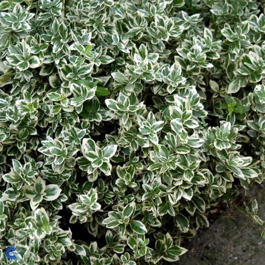 Бересклет Форчуна "Emerald GAIETY"/ Euonymus fortunei