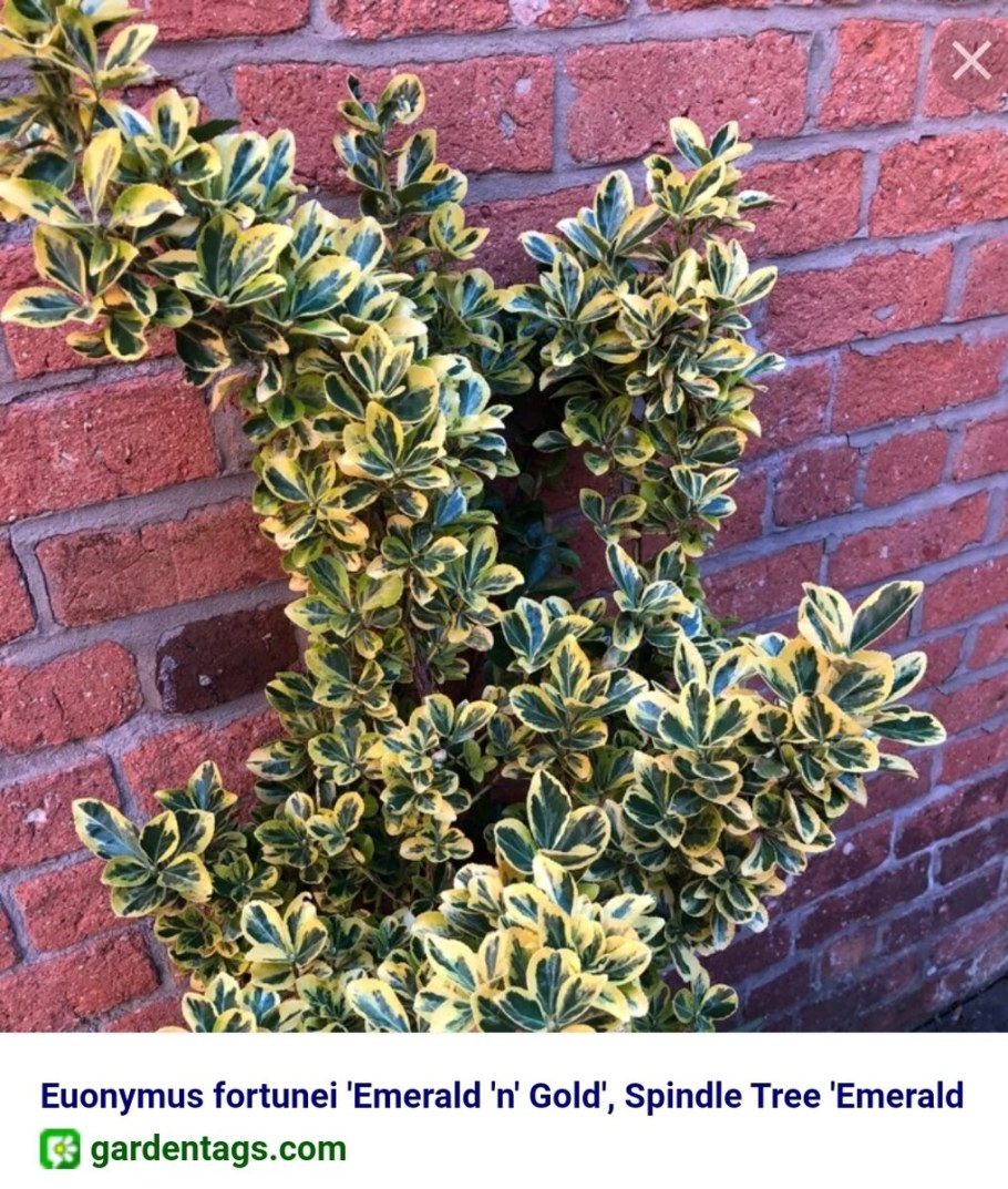 Бересклет Форчуна Эмеральд Голд