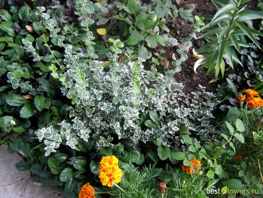 Бересклет Форчуна