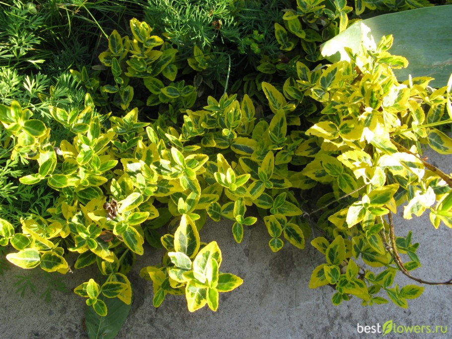 Бересклет Форчуна белоокаймленный