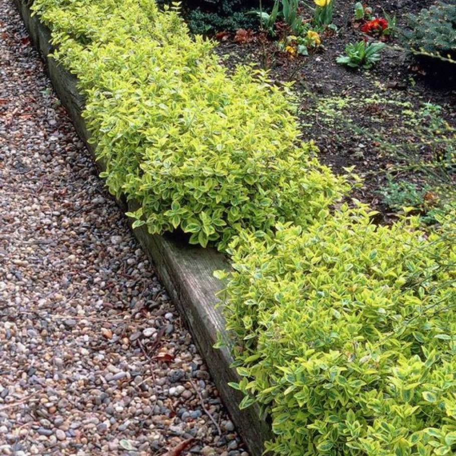 Бересклет Форчуна бордюр