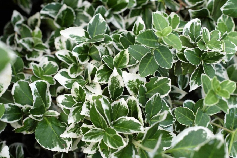 Бересклет Форчуна Сильвер Квин