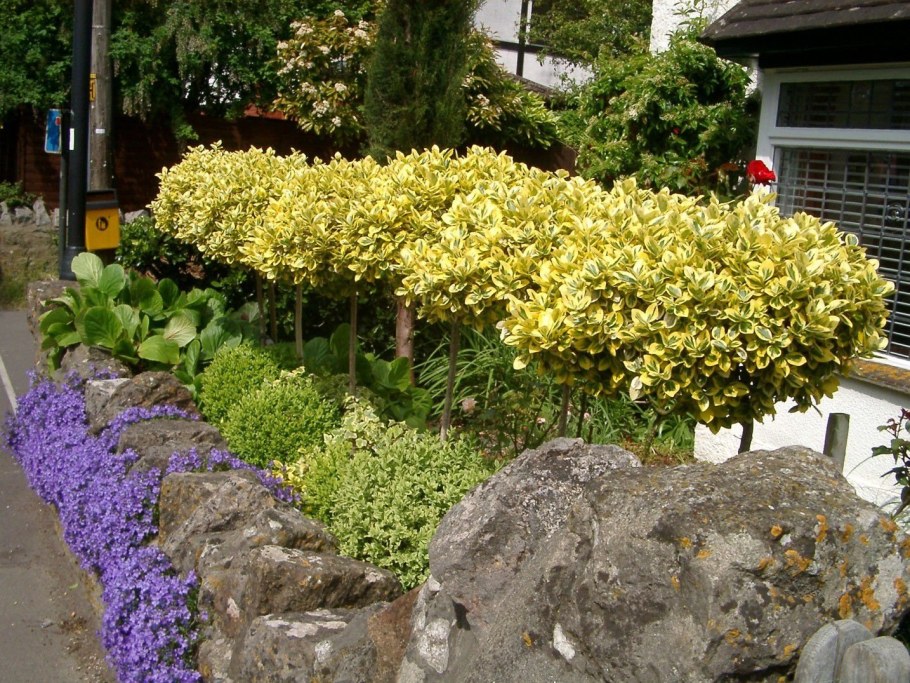 Бересклет японский Живая изгородь
