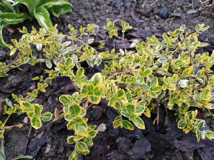 Бересклет Форчуна 'argenteo-variegata'