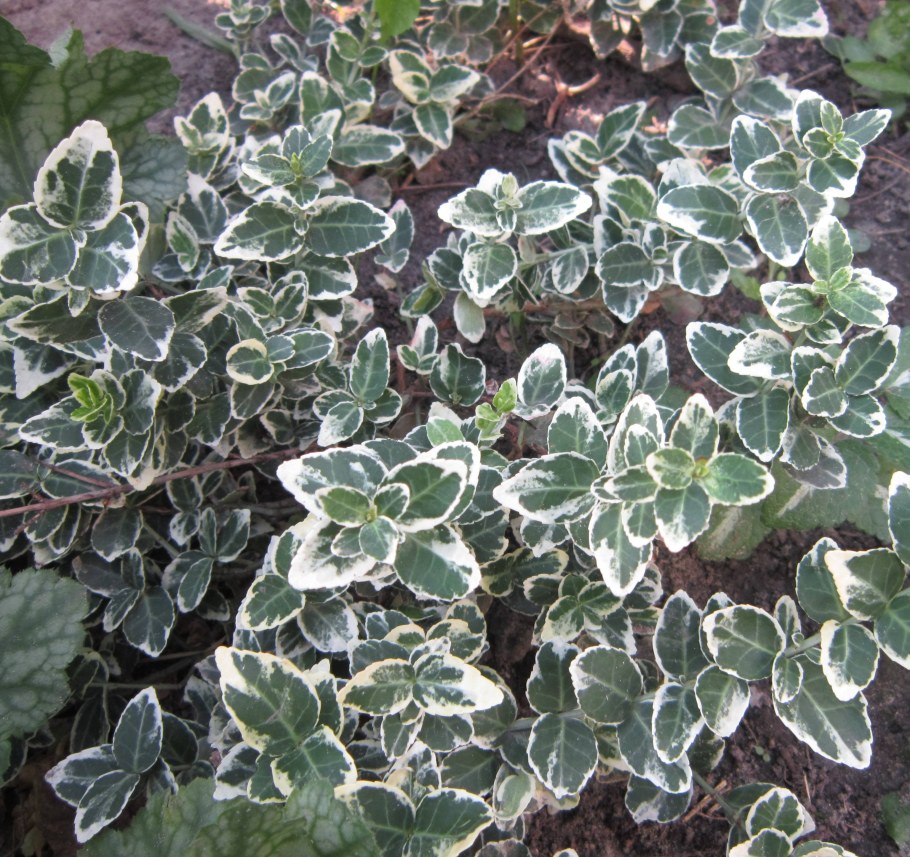 Бересклет почвопокровный