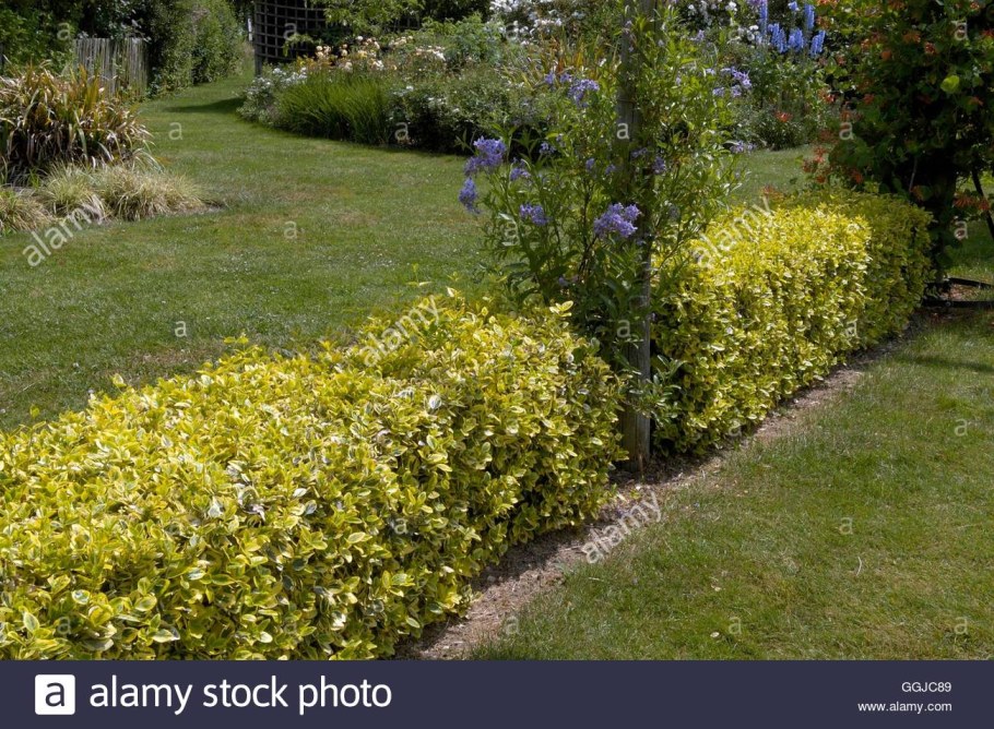 Бересклет Форчуна бордюр