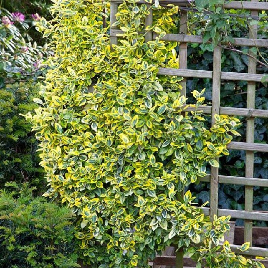 Бересклет Форчуна Ауреа