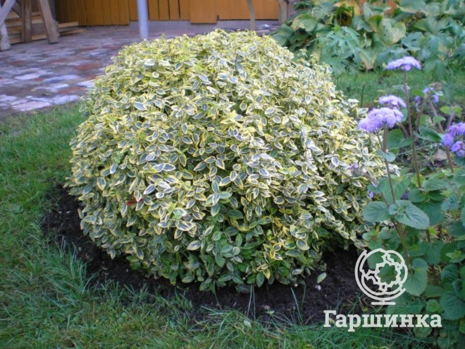 Бересклет Форчуна Арлекин