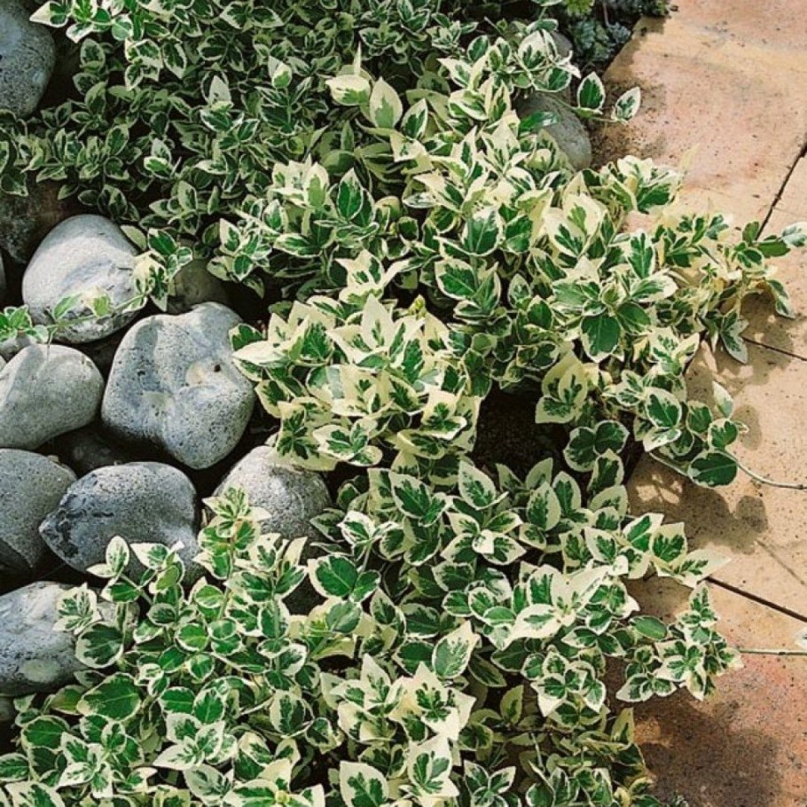 Бересклет Эмеральд