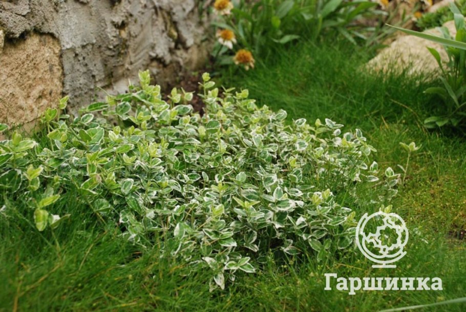 Бересклет Форчуна Вегетус