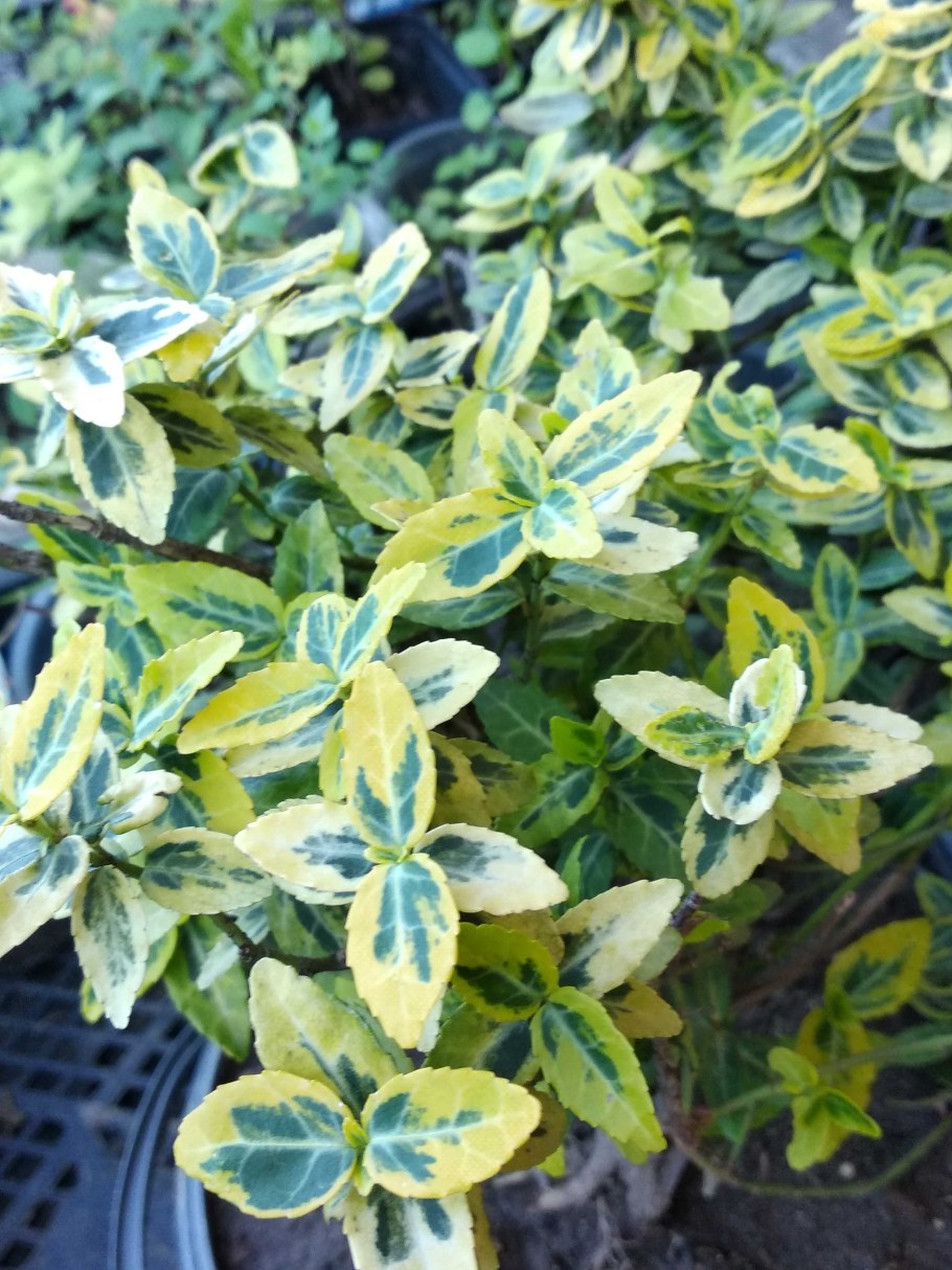 Бересклет Форчуна Микаэла