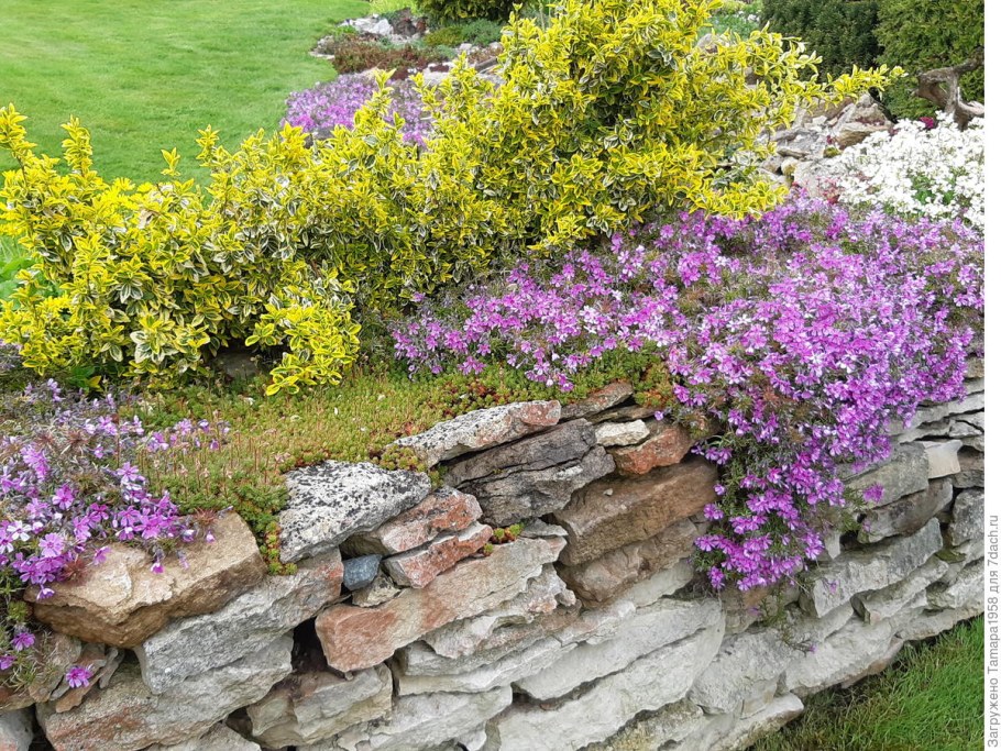 Алиссум на каменистой Горке