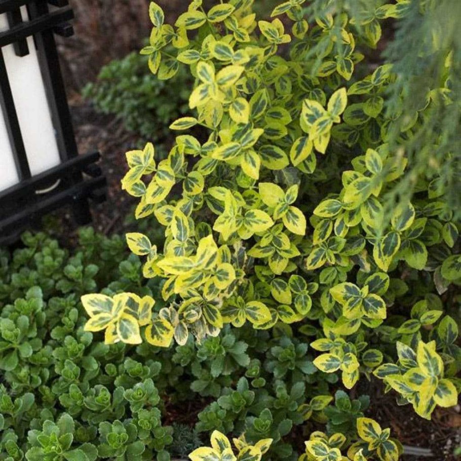 Бересклет Эмеральд Голд