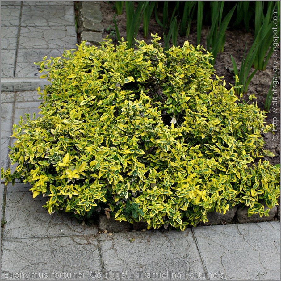 Бересклет Ауреомаргината