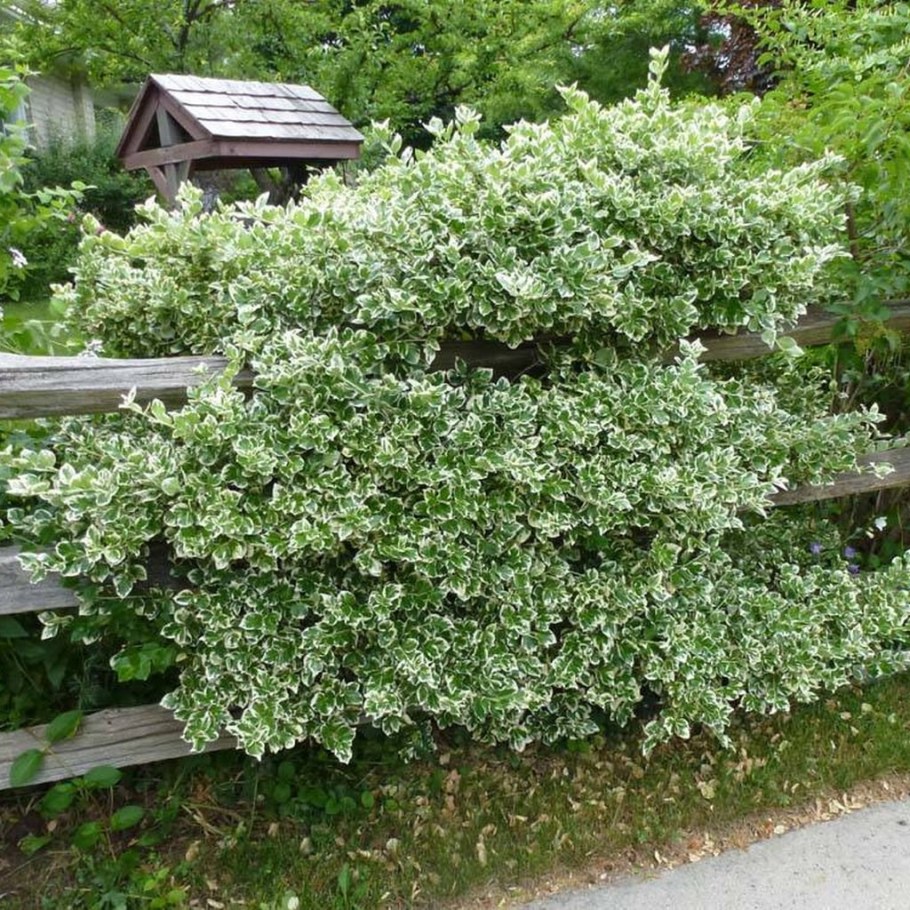 Бересклет Форчуна кустарник