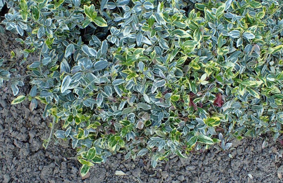 Бересклет Форчуна почвопокровный