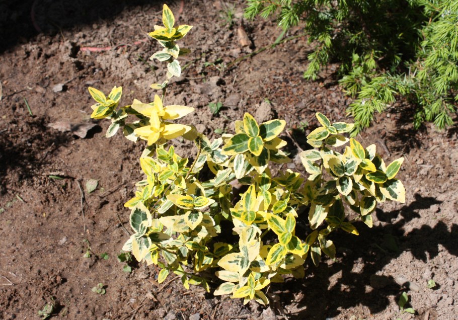 Берасклет Форчуна эиеральд Гольд