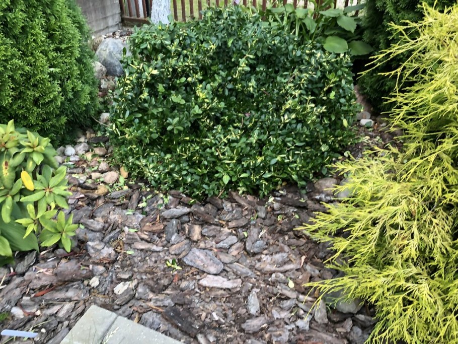 Цветы в саду фото