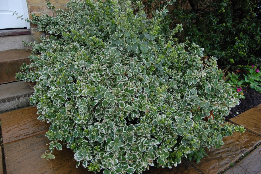Бересклет Форчуна (Euonymus fortunei)