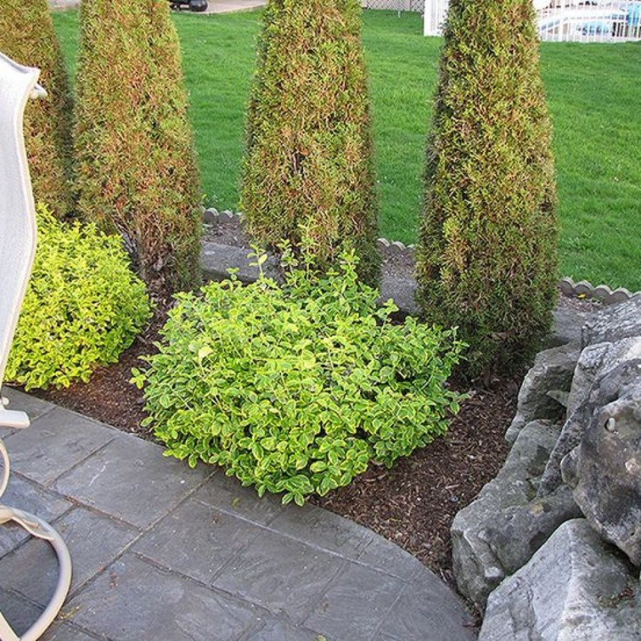 Бересклет Форчуна Ауреа