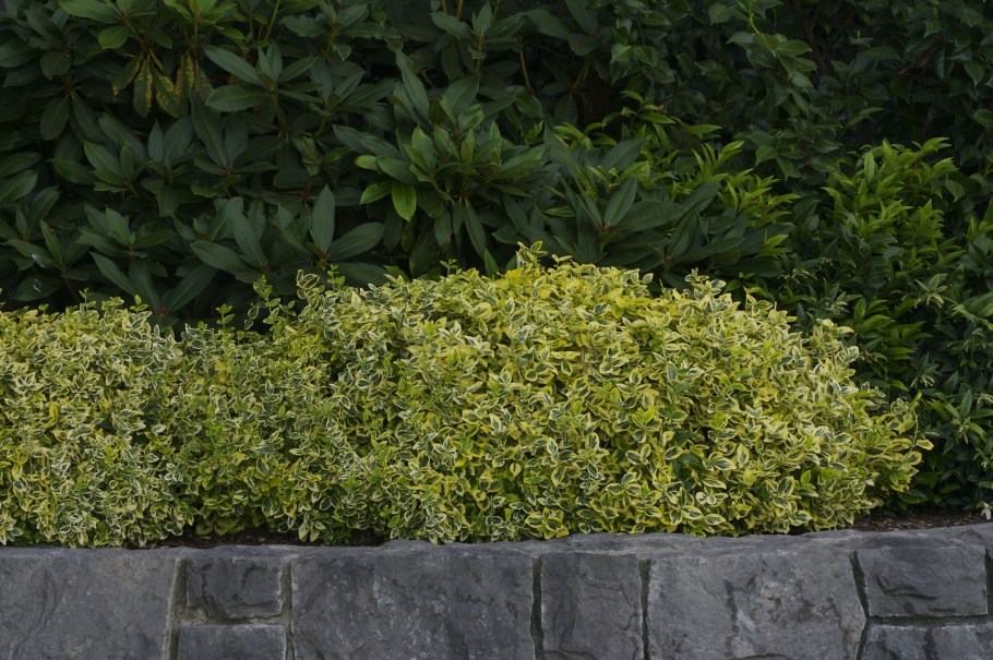 Бересклет Форчуна Эмеральд Гаити