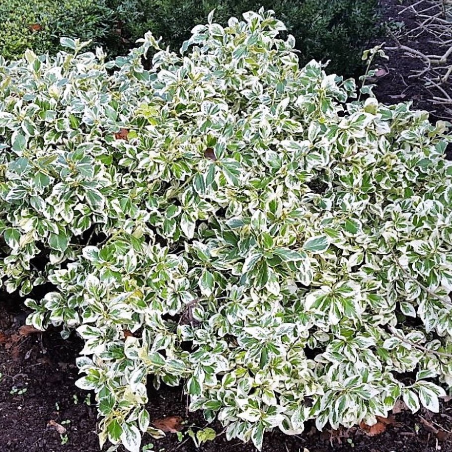 Бересклет Эмеральд Гаити