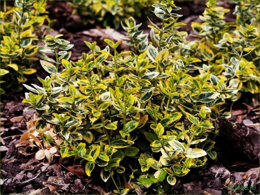 Бересклет Альбомаргинатус