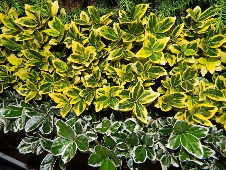 Бересклет Форчуна Ауреа