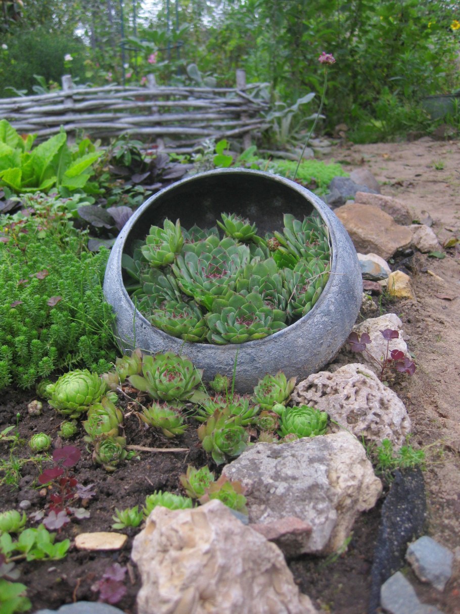 Камнеломки очитки молодило