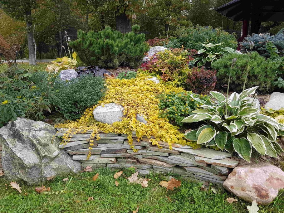 Рокарий с хостой