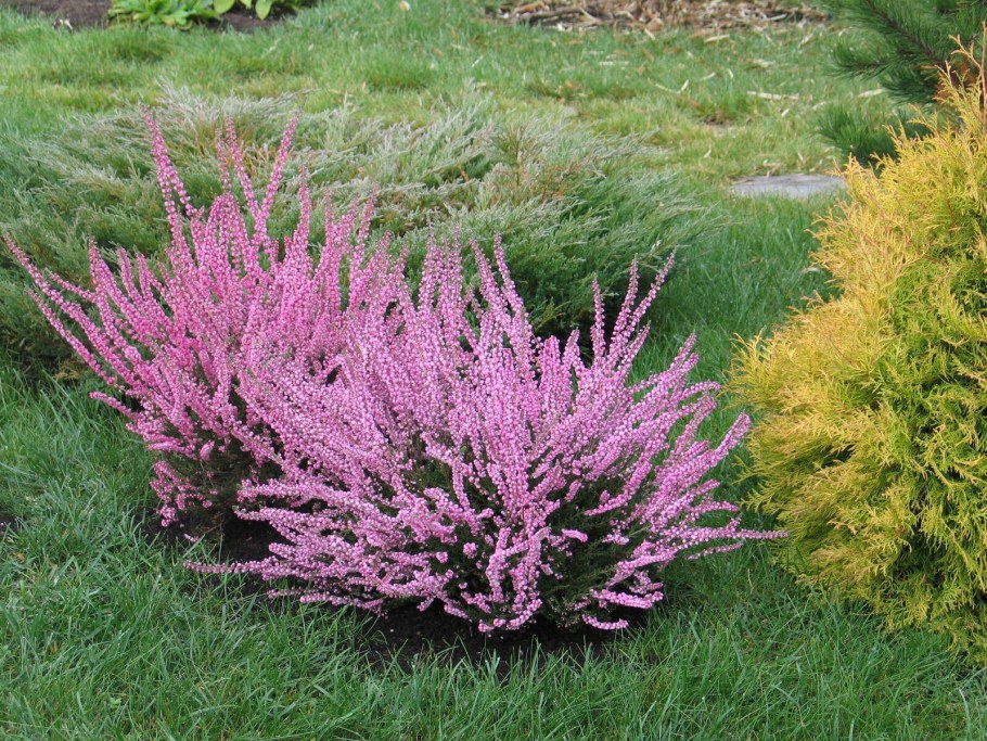 Вереск Кармен