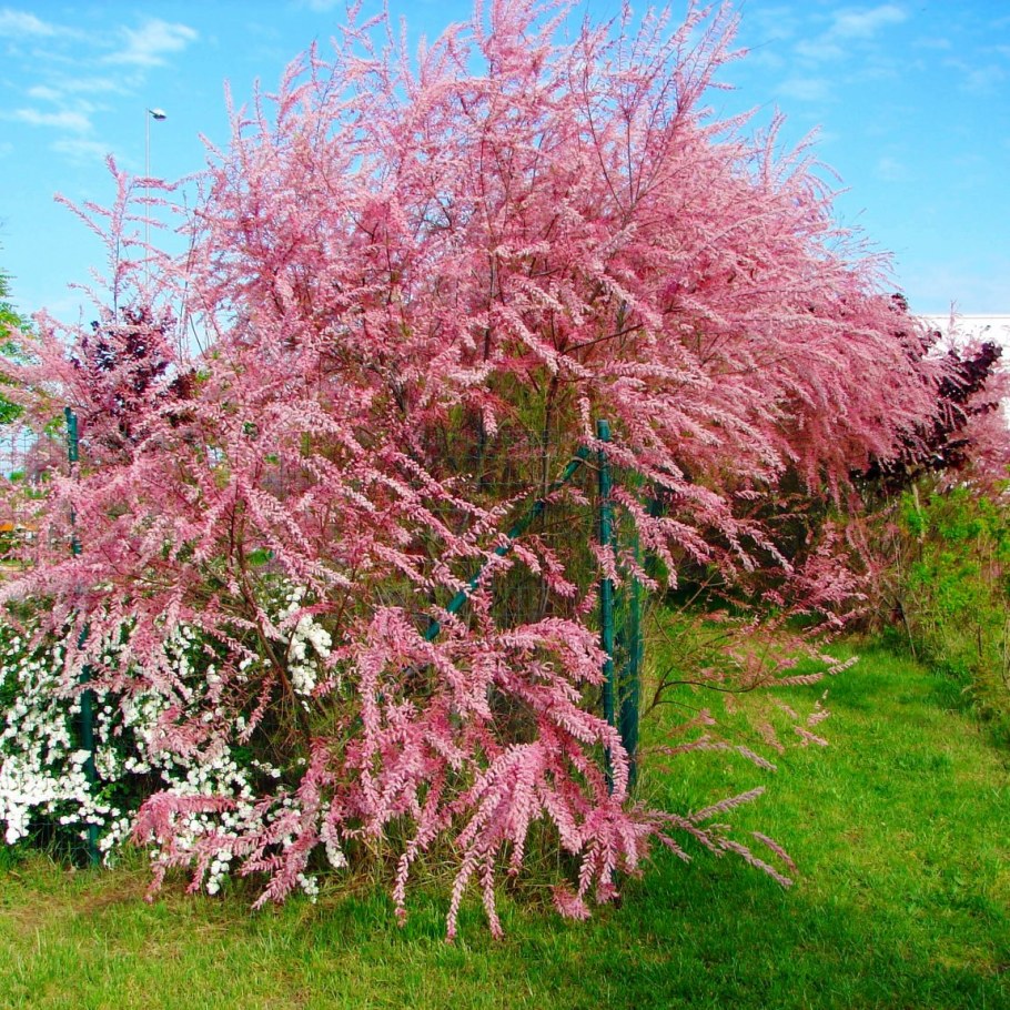 Тамарикс трехтычиковый