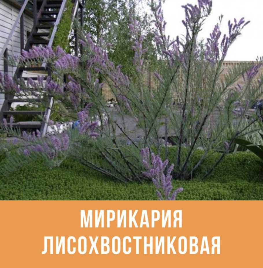 Мирикария лисохвостниковая