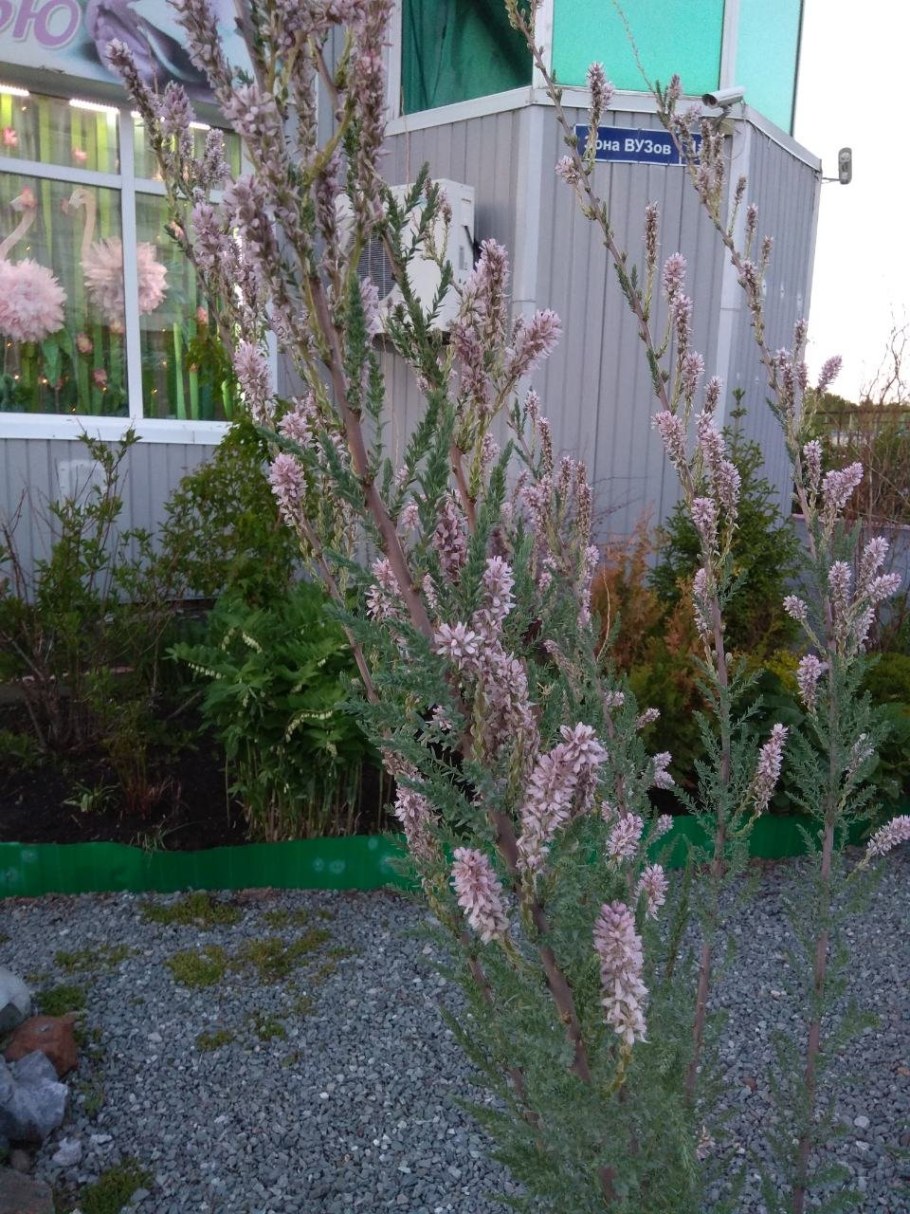 Тамарикс лисохвостный