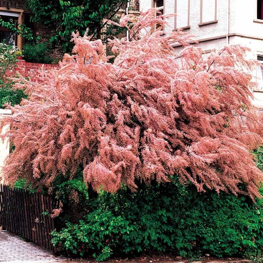 Тамарикс четырёхтычинковый