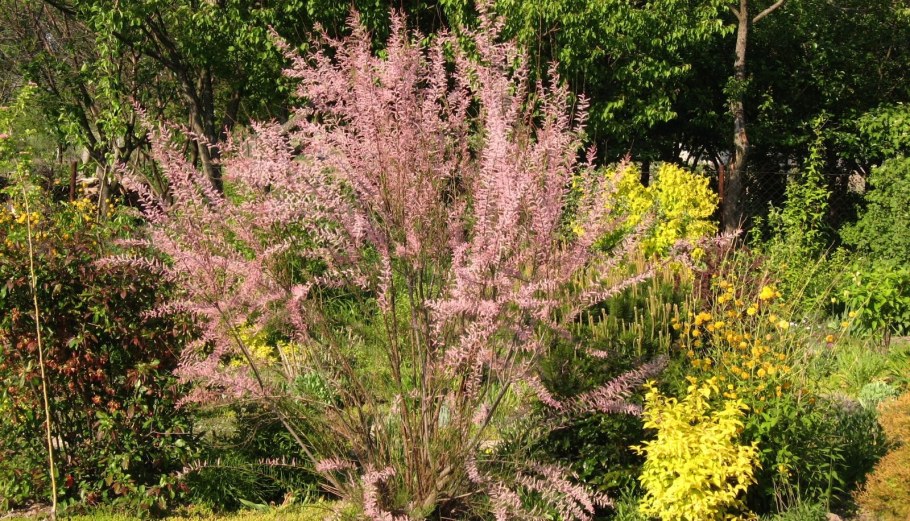 Мирикария лисохвостниковая