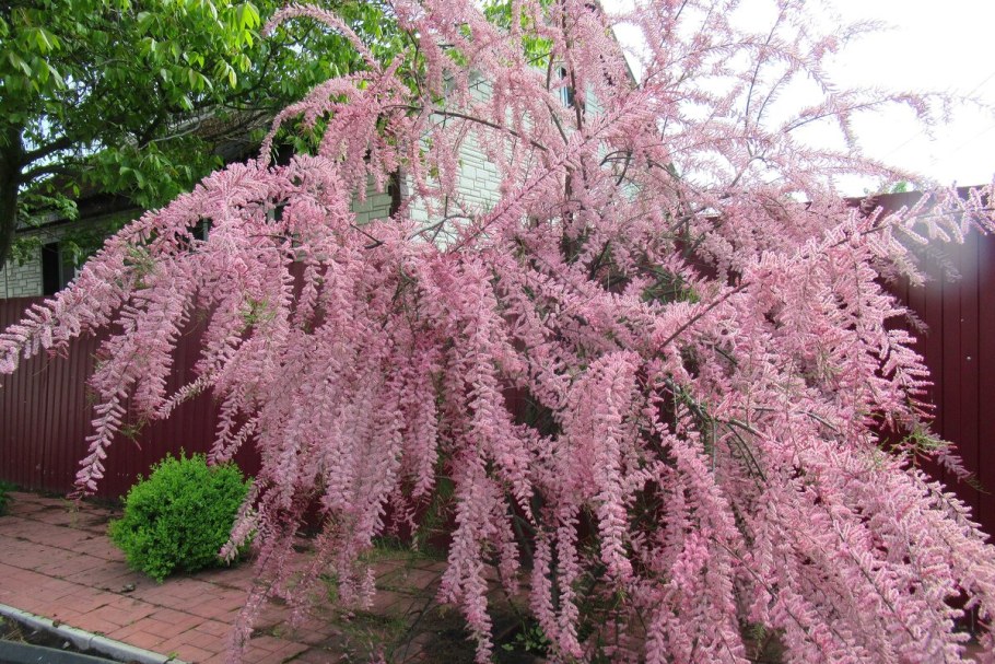 Тамарикс розовый жемчуг