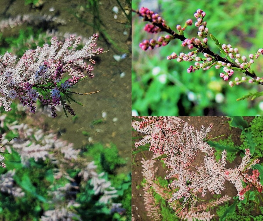 Тамарикс бисерник