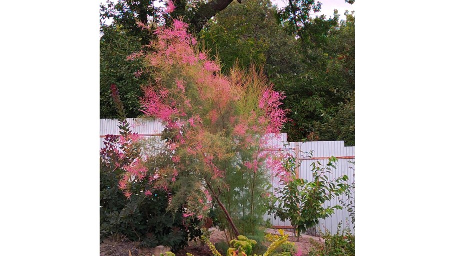 Питомник Голубевых в Саратове
