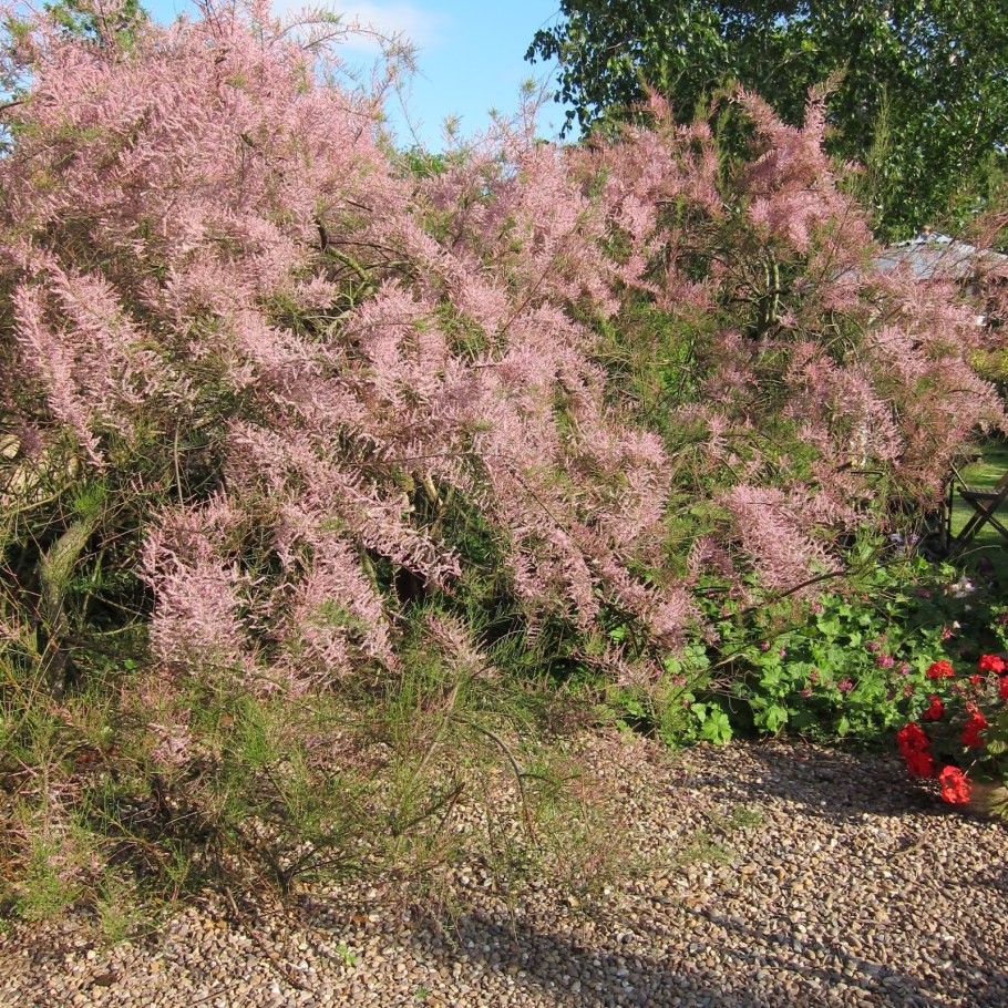 Тамарикс розовый