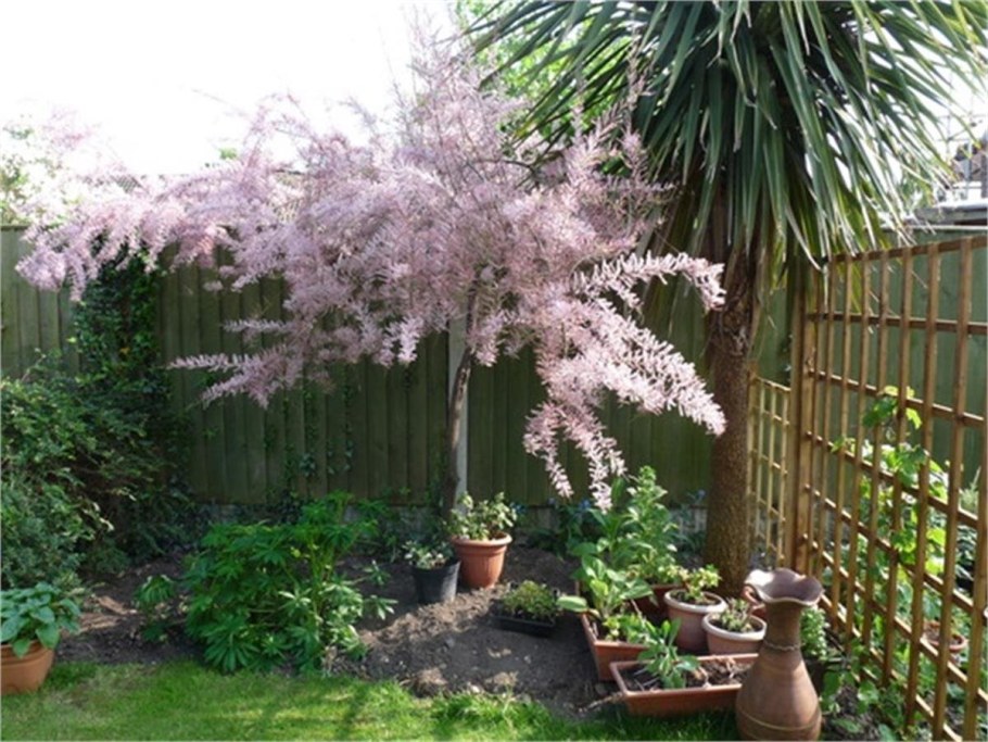 Тамарикс с миндалем