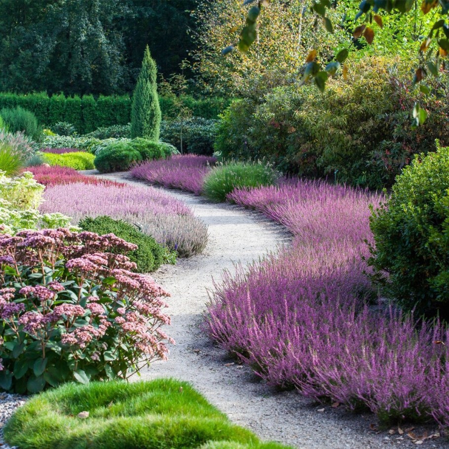 Вереск в миксбордере