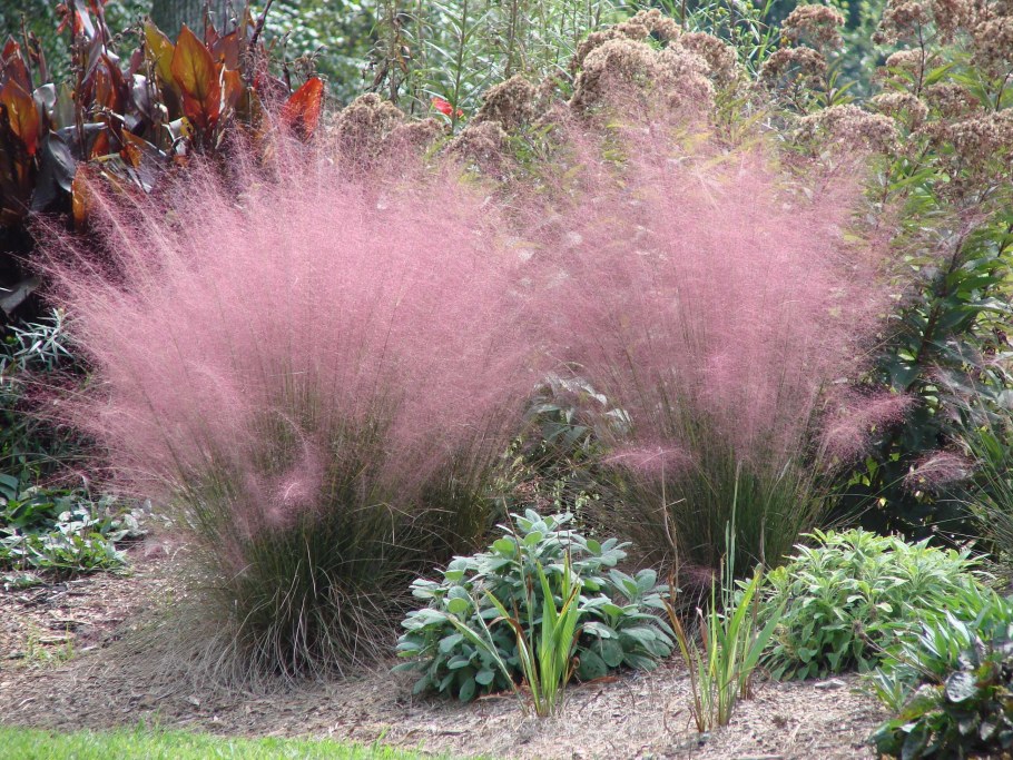 Мюленбергия Pink Muhly grass.
